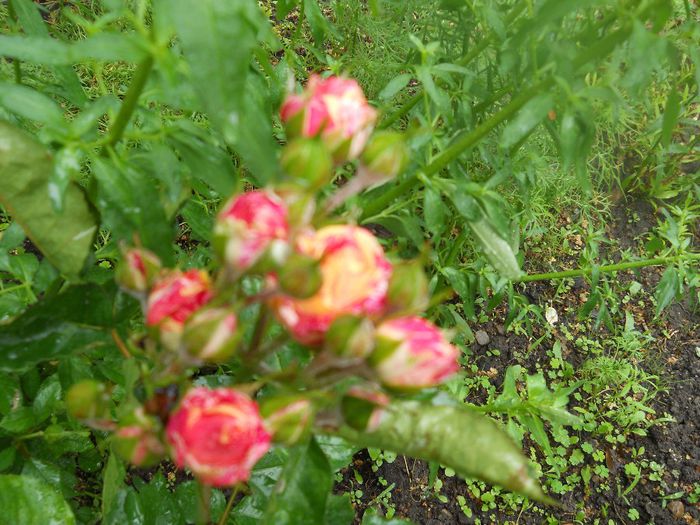 DSCN6189
