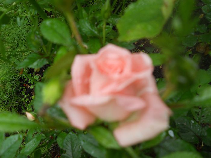 DSCN6191