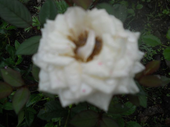 DSCN6199