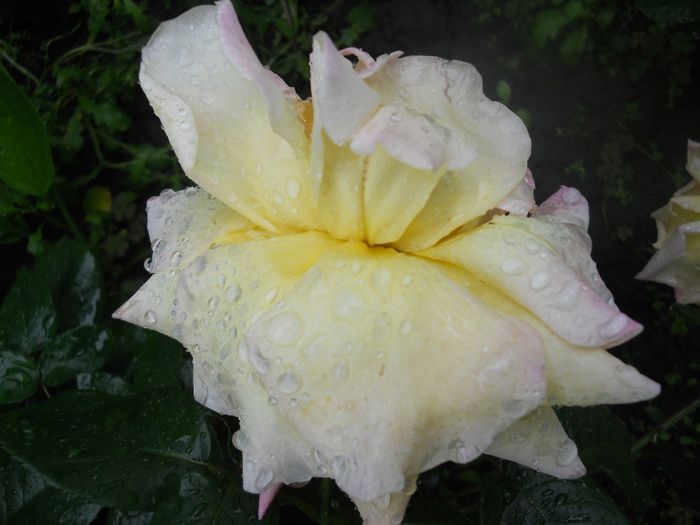 DSCN6216