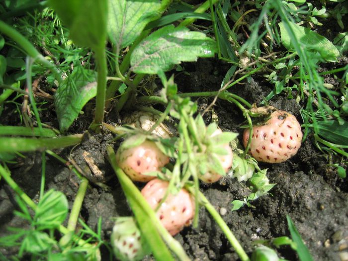 30 mai 2014 - Capsuni albi ananas pineberry