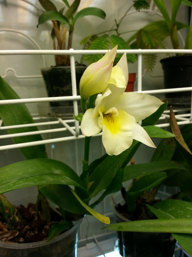 20140531_131858; prima inflorire
