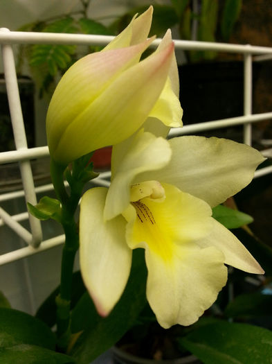 20140531_131909; de cand o am
