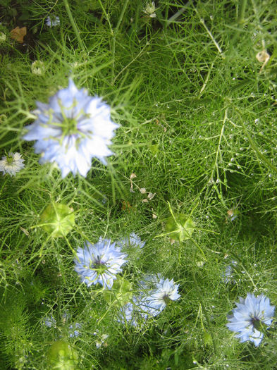 flori 012 - In gradina mea