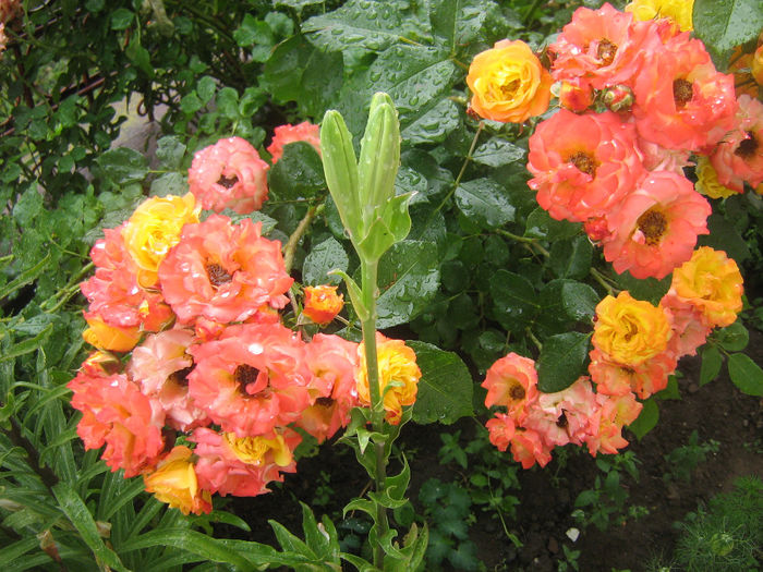 flori 013 - In gradina mea