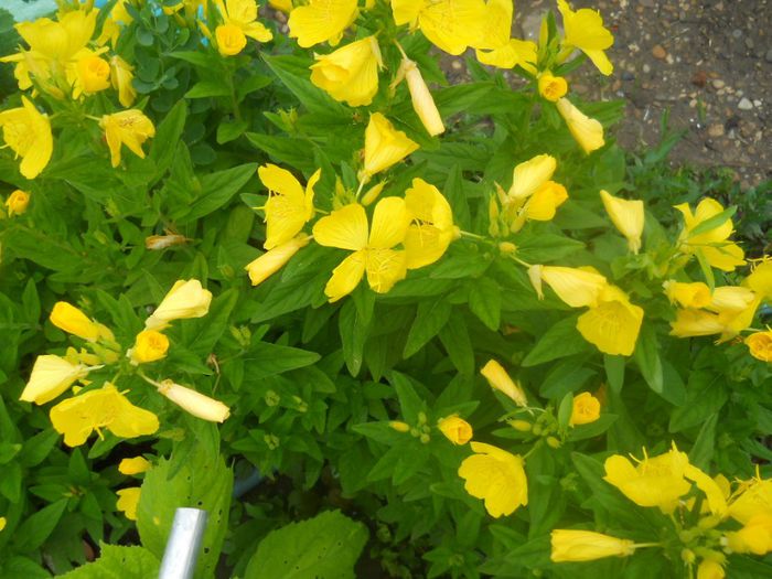 oenothera frutticosa