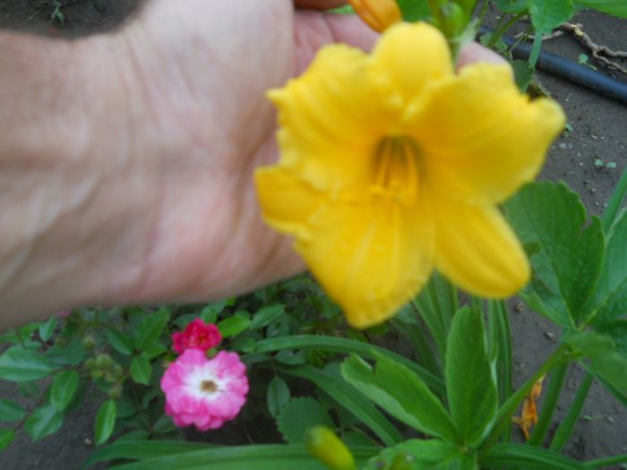 Hemerocallis galben 30cm