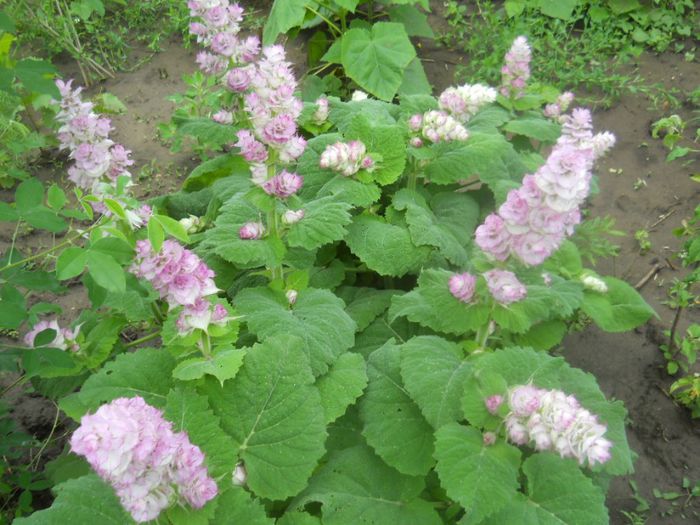 salvia sclarea-pepiniera