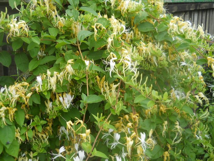 lonicera japonica