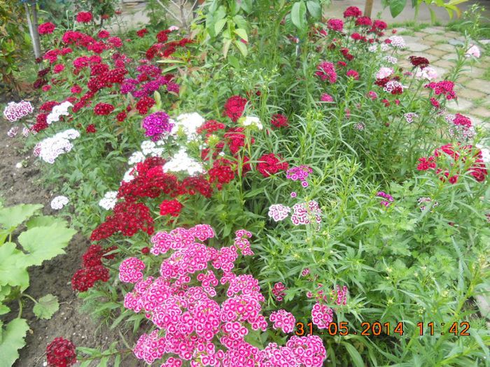 DSCN3004 - flori din gradina