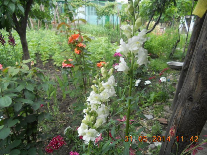 DSCN3007