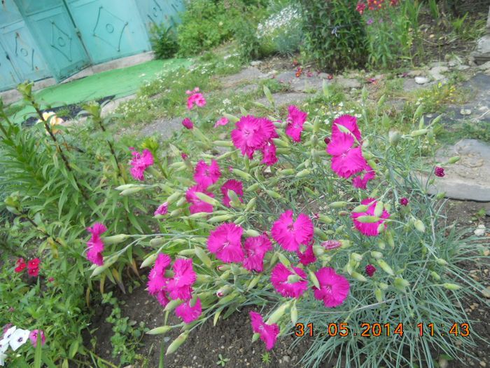 DSCN3013 - flori din gradina