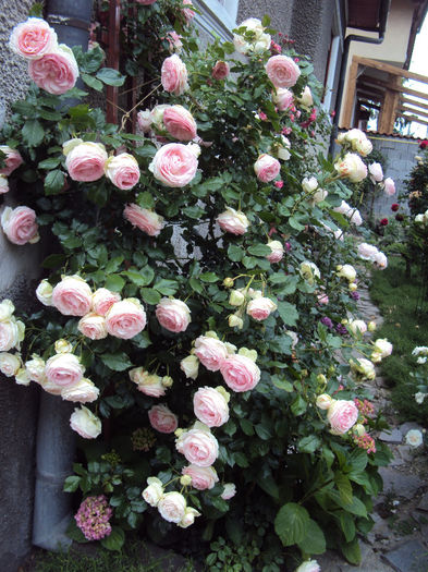 Eden Rose - 1 Trandafiri care tolereaza umbra