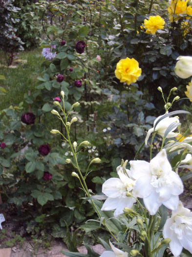 DSC05330 - 2014 Gradina