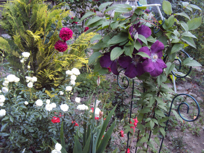 DSC05373 - 2014 Gradina