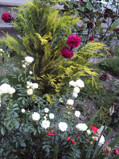 DSC05375 - 2014 Gradina