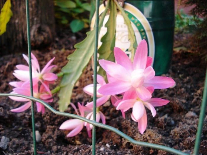 Miss Muffet (2) - epiphyllum