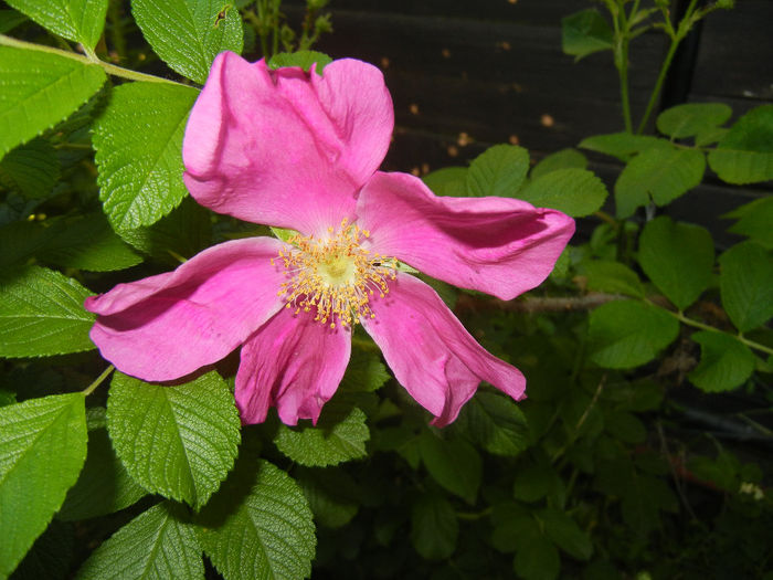 Rosa rugosa (2014, May 17)