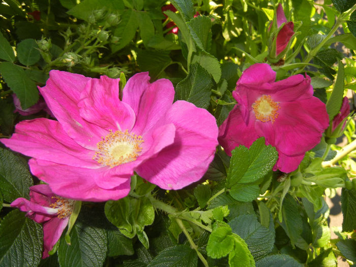 Rosa rugosa (2014, May 17) - ROSA Rugosa_Rugosa Rose