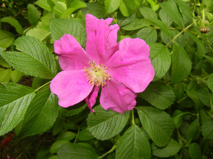 Rosa rugosa (2014, May 18)
