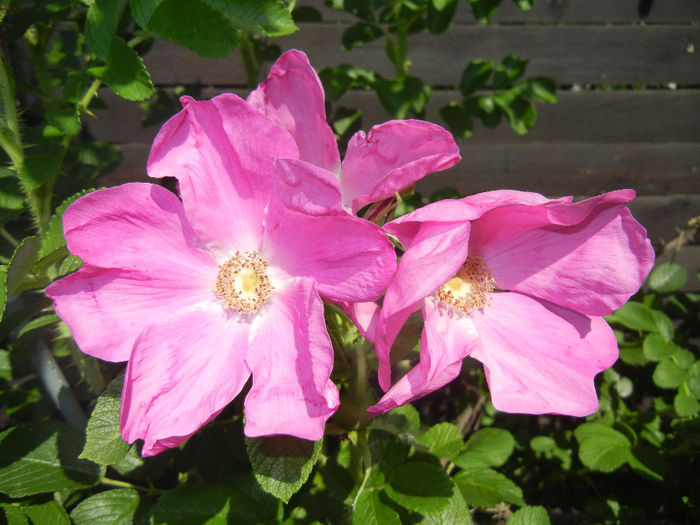 Rosa rugosa (2014, May 21)