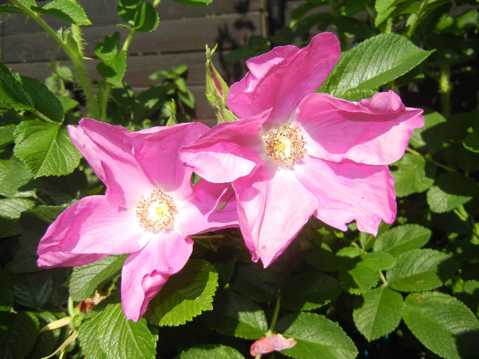 Rosa rugosa (2014, May 21)