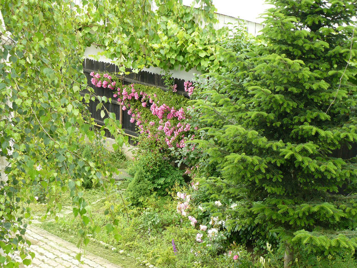 P1150233 - Gradina rozelor_2014
