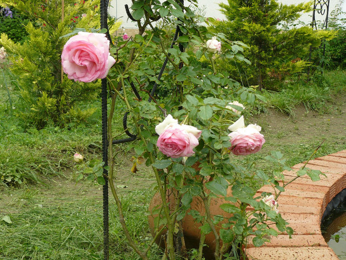 P1150305 - Gradina rozelor_2014