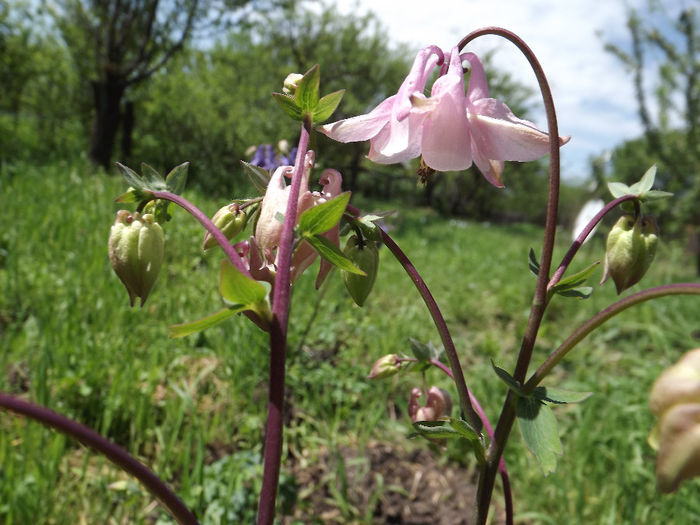 DSCF2782 - Aquilegii