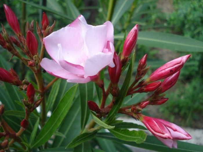 leandru roz dublu - leandru 2014