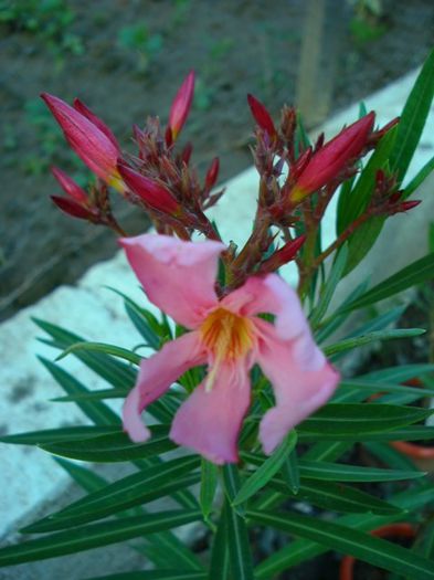 leandru roz somon (1) - leandru 2014