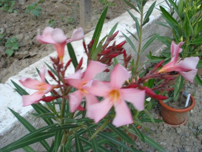 leandru roz somon (2) - leandru 2014