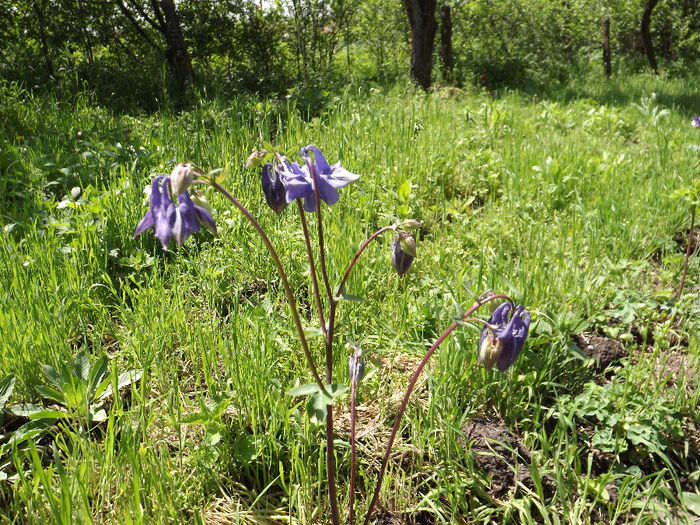 DSCF2780 - Aquilegii