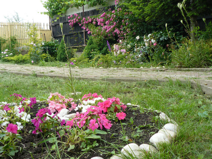 Impatiens - Gradina rozelor_2014