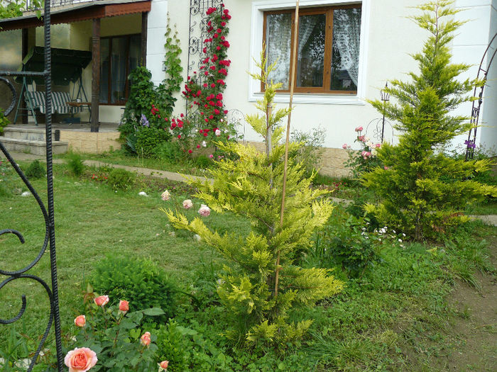  - Gradina rozelor_2014