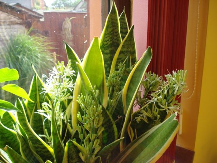 sansevieria inflorita (1)