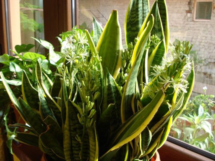 sansevieria inflorita (2) - sansevieria