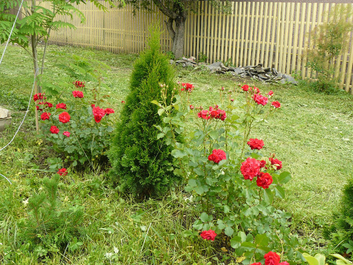 Nina Weibull si Thuya Smaragd - Gradina rozelor_2014