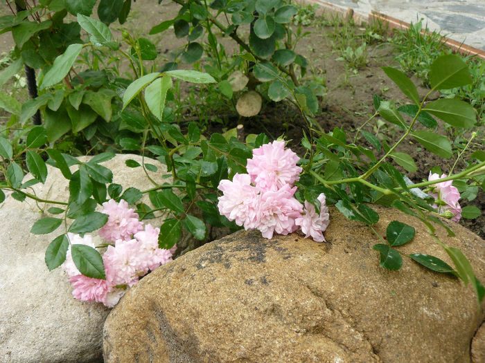 Trandafir Polyantha roz - Gradina rozelor_2014