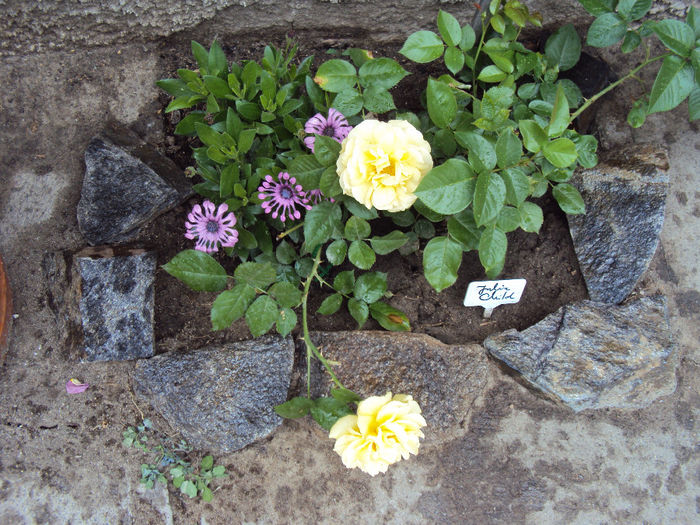 DSC05585 - 2014 Gradina