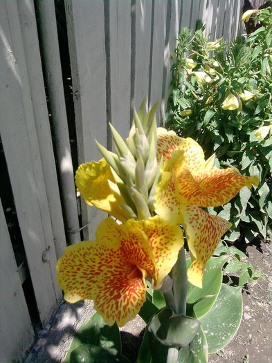 P100613_14.07_[02] - canna indica la ghiveci 2016