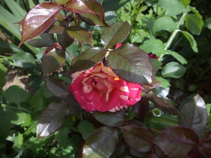 broceilande - Mai 2014
