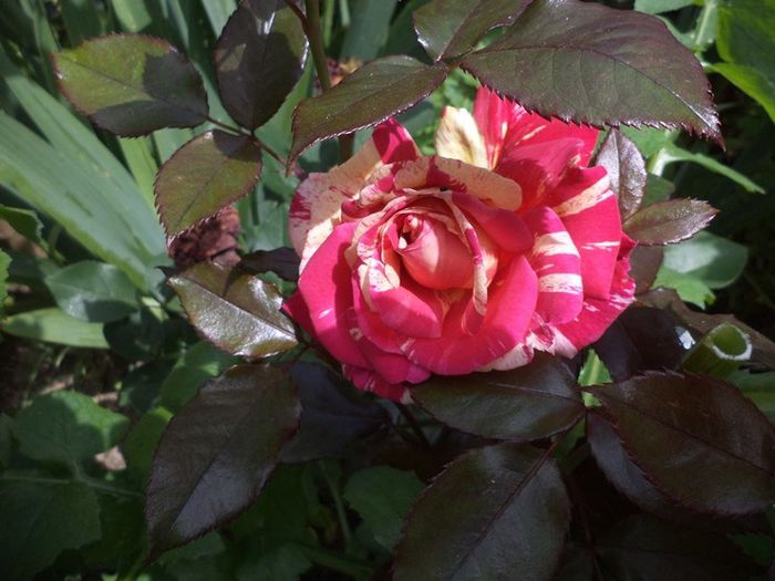 broceilande