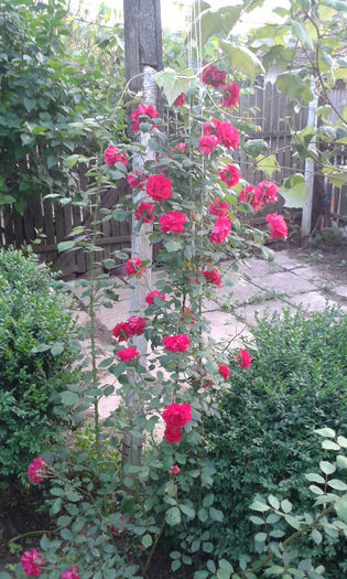 20140529_203438 - trandafiri