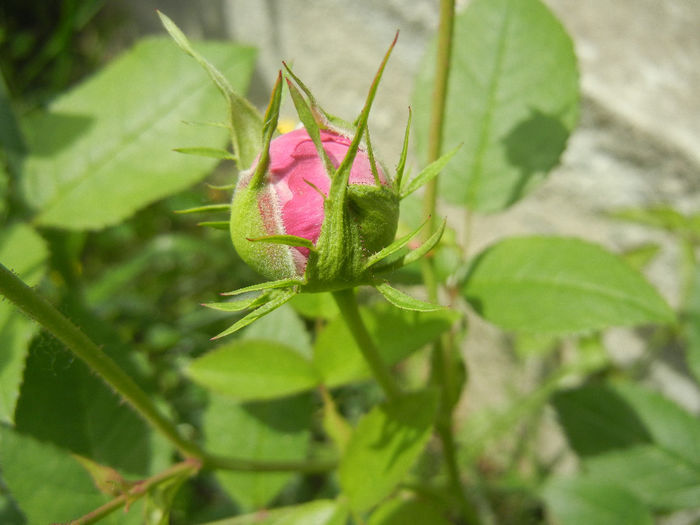 Rosa damascena (2014, May 09) - ROSA Damascena_Damask Rose