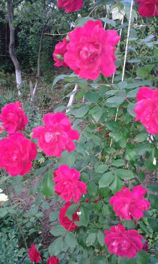 20140529_204018 - trandafiri
