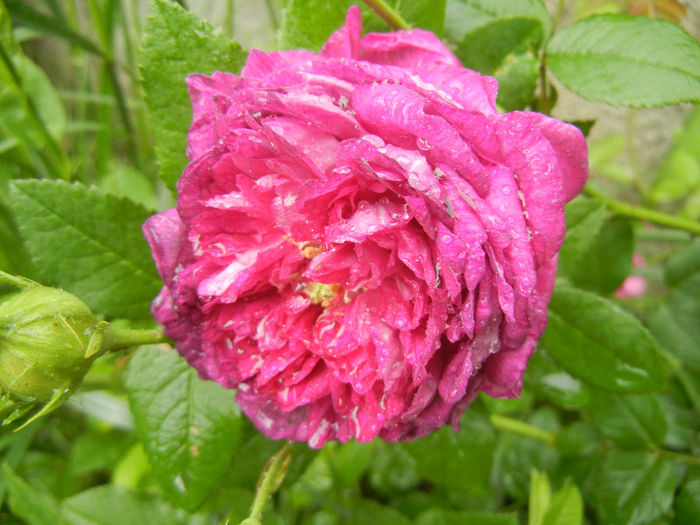 Rosa damascena (2014, May 16) - ROSA Damascena_Damask Rose