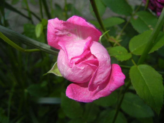 Rosa damascena (2014, May 17)