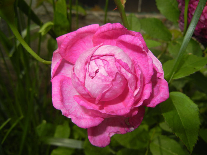 Rosa damascena (2014, May 18) - ROSA Damascena_Damask Rose