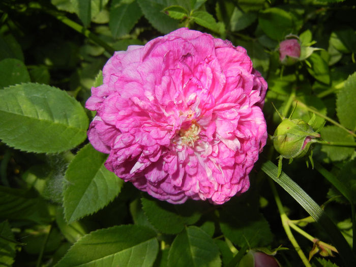 Rosa damascena (2014, May 21) - ROSA Damascena_Damask Rose